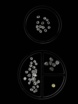 Harry Winston — Laziz Hamani