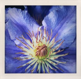 365 days — Laziz Hamani