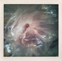 365 days — Laziz Hamani