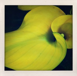 365 days — Laziz Hamani