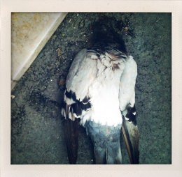 365 days — Laziz Hamani