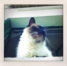 365 days — Laziz Hamani