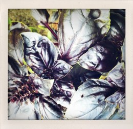 365 days — Laziz Hamani