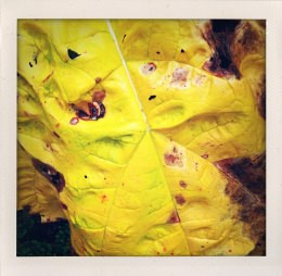 365 days — Laziz Hamani