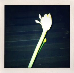 365 days — Laziz Hamani