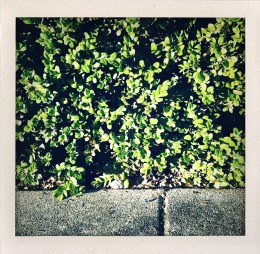 365 days — Laziz Hamani