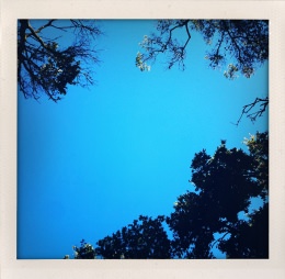 365 days — Laziz Hamani