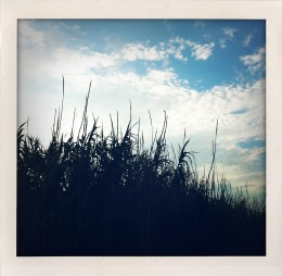 365 days — Laziz Hamani