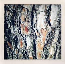 365 days — Laziz Hamani