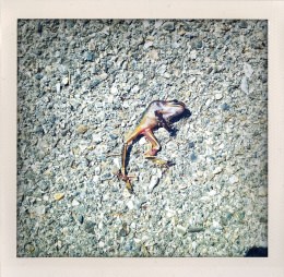 365 days — Laziz Hamani