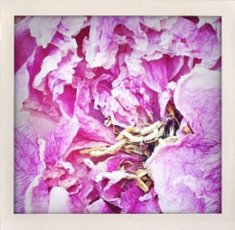 365 days — Laziz Hamani