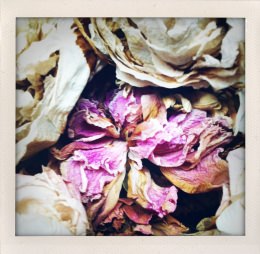 365 days — Laziz Hamani