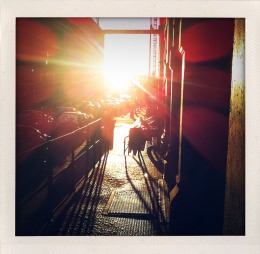 365 days — Laziz Hamani