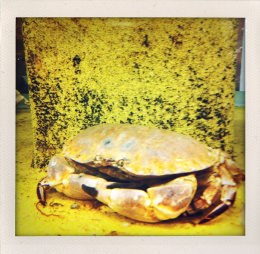 365 days — Laziz Hamani