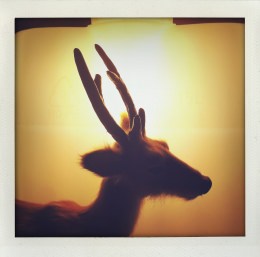 365 days — Laziz Hamani