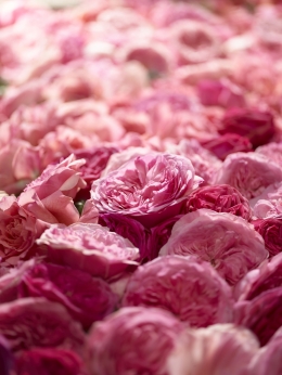 Lancôme – Absolue Silky — Laziz Hamani